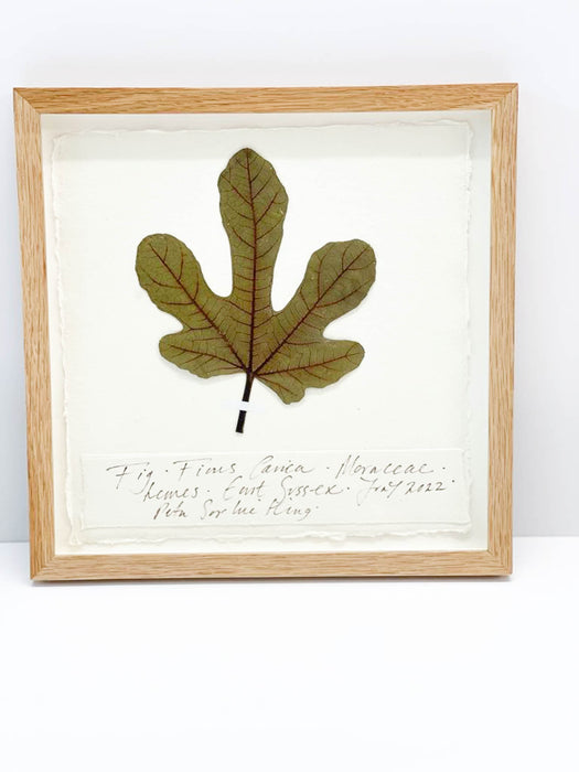 Fig • Ficus Carica Original by Peta King | 9 x 9 Pressing Framed