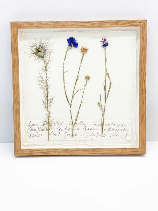 Love in a Mist • Cornflower Original by Peta King | 9 x 9 Pressing Framed