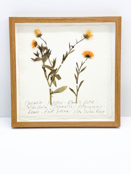 Marigold • Mary's Gold Original by Peta King | 9 x 9 Pressing Framed