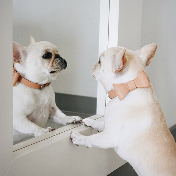 Leather Bow Dog Collar