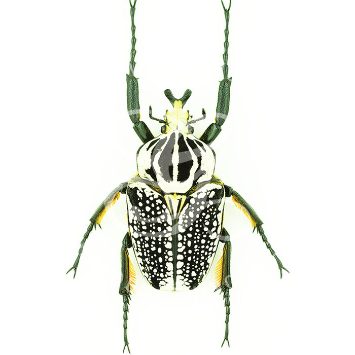 Goliath Beetle By Jack Wells