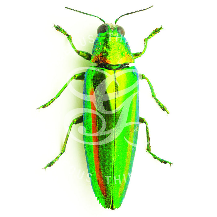 Green Jewel Beetle By Jack Wells