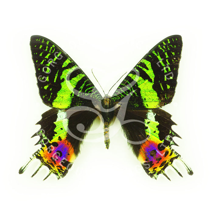 Madagascan Sunset Moth By Jack Wells
