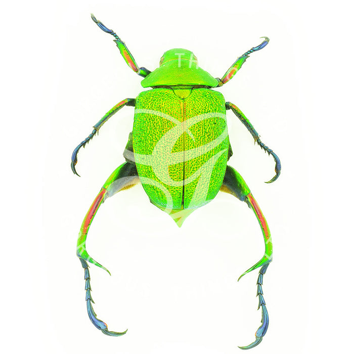 Green Scarab Beetle By Jack Wells