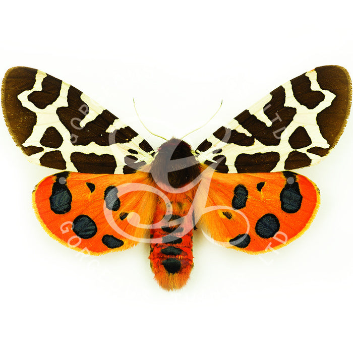 Garden Tiger Moth By Jack Wells