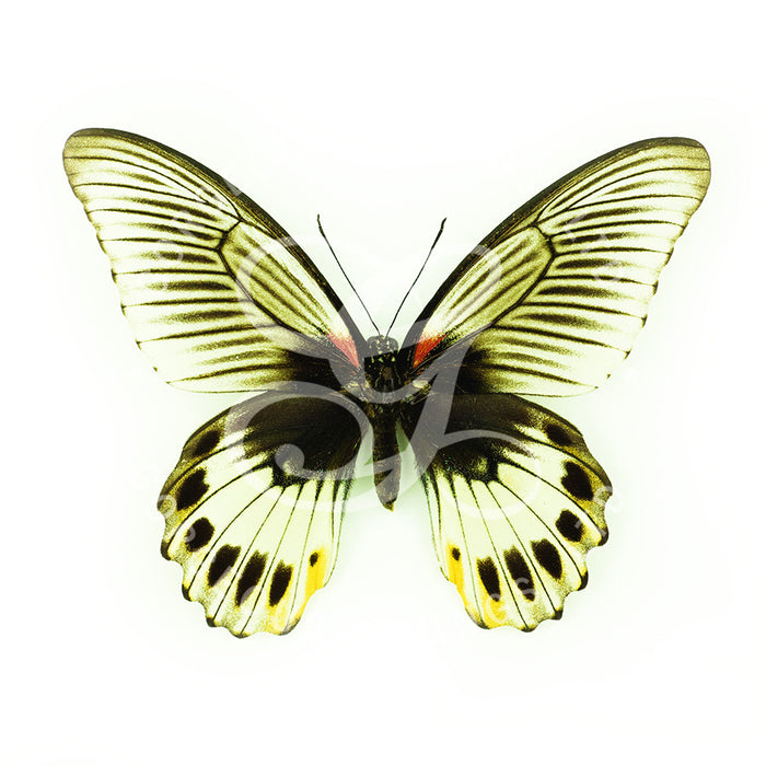 Great Mormon Butterfly By Jack Wells