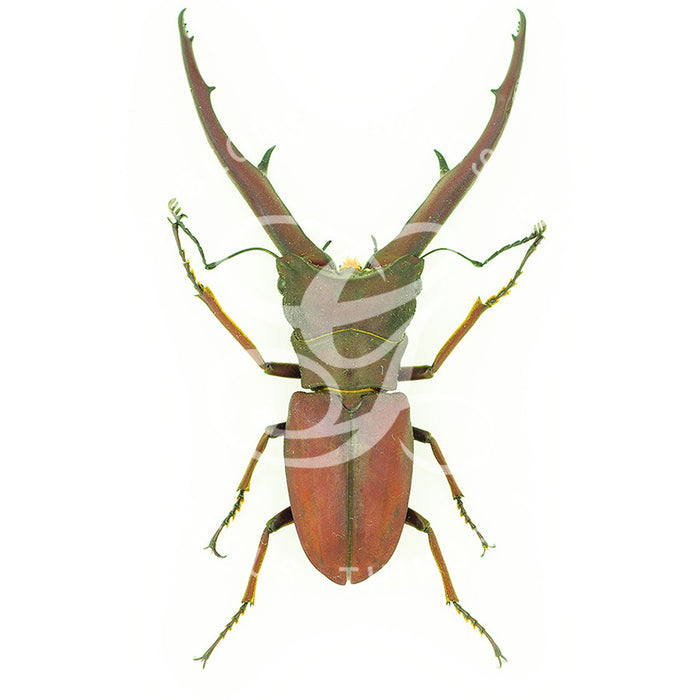 Red Stag Beetle By Jack Wells