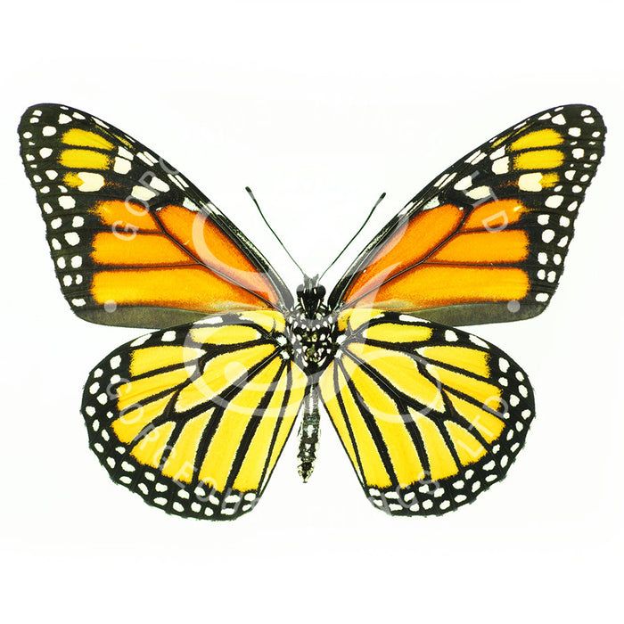 Monarch Butterfly By Jack Wells