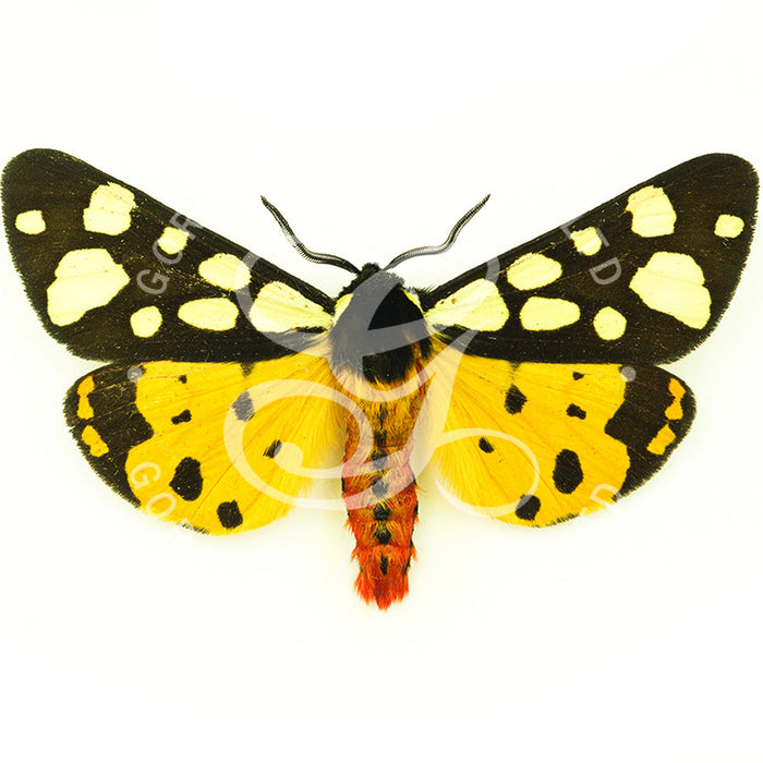 Cream Spot Tiger Moth By Jack Wells