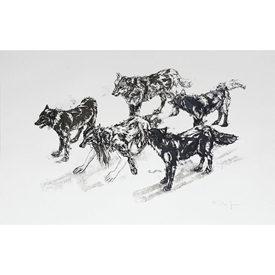 Wolf Pack Running Drawing Why Are Some Wolf Packs Large And Others