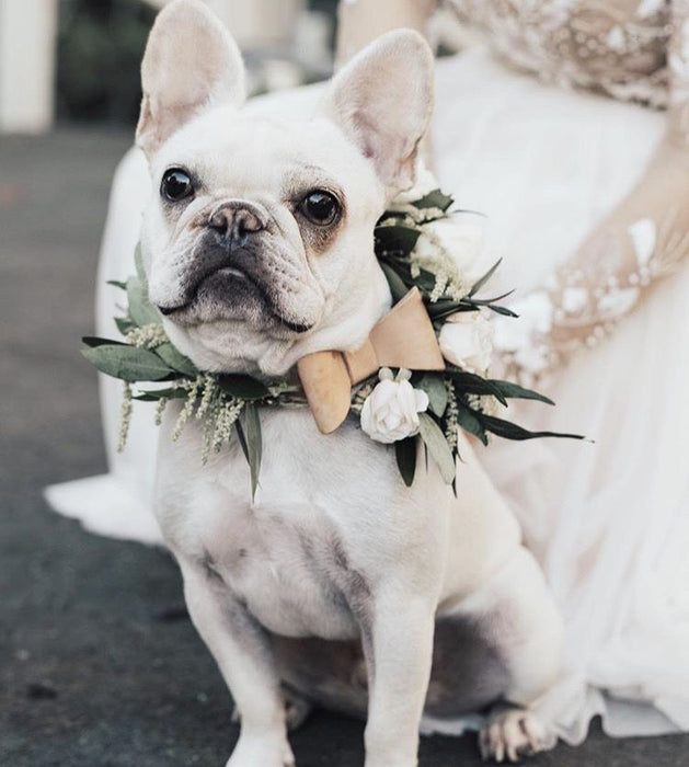 Leather Bow Dog Collar