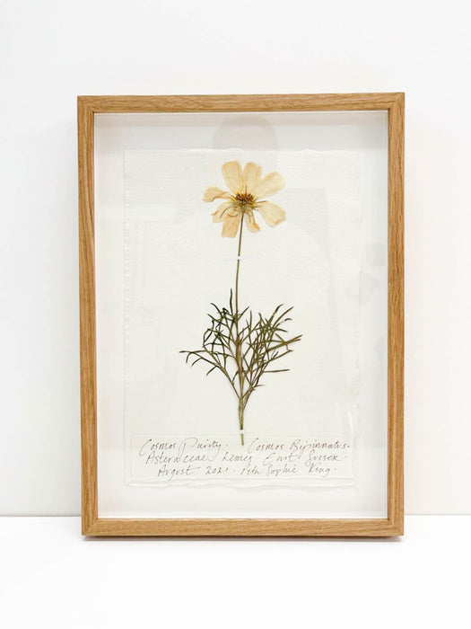 Cosmos Purity Original by Peta King | A4 Pressing Framed