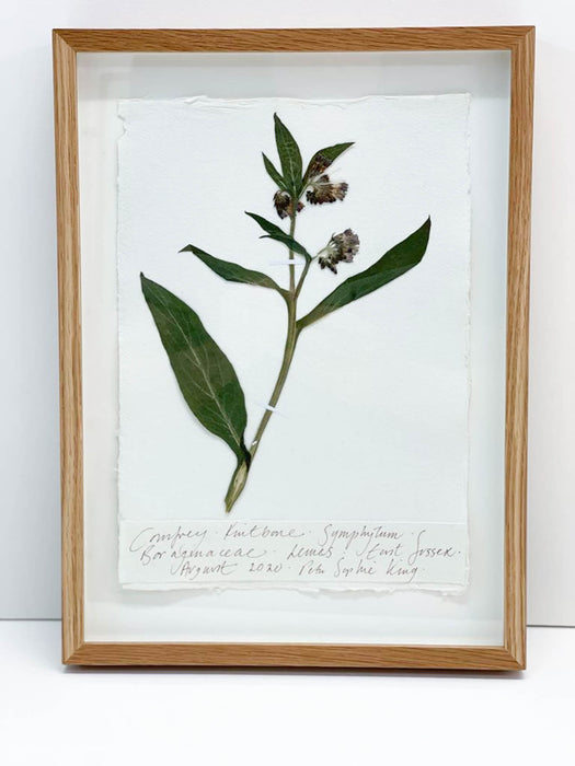 Comfrey Original by Peta King | A4 Pressing Framed