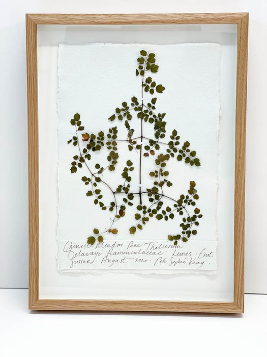 Chinese Meadow Rue Original by Peta King | A4 Pressing Framed