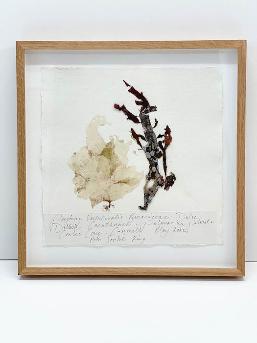 Porphyra • Dulse Seaweed Original by Peta King | 14 x 14 Pressing Framed